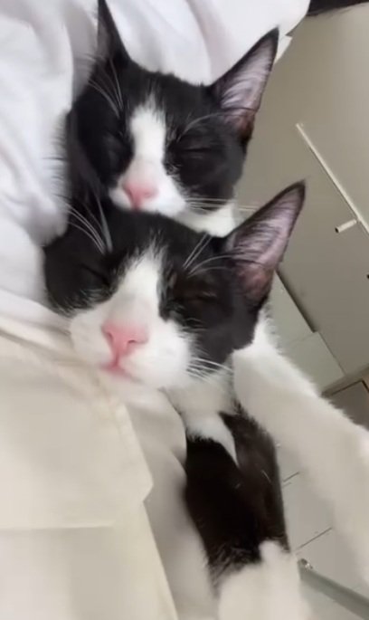 一緒に寝ている2匹のハチワレ猫