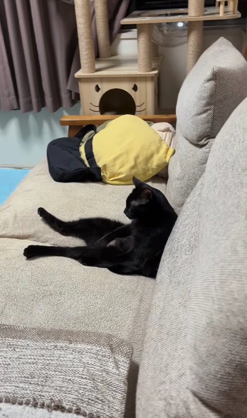 ソファに座っている黒猫（横）
