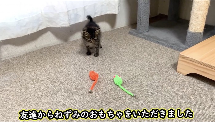 床に置かれたネズミのおもちゃと子猫