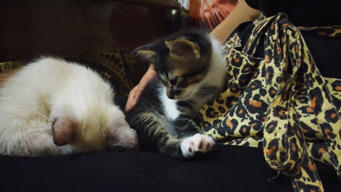 白い猫を見る子猫