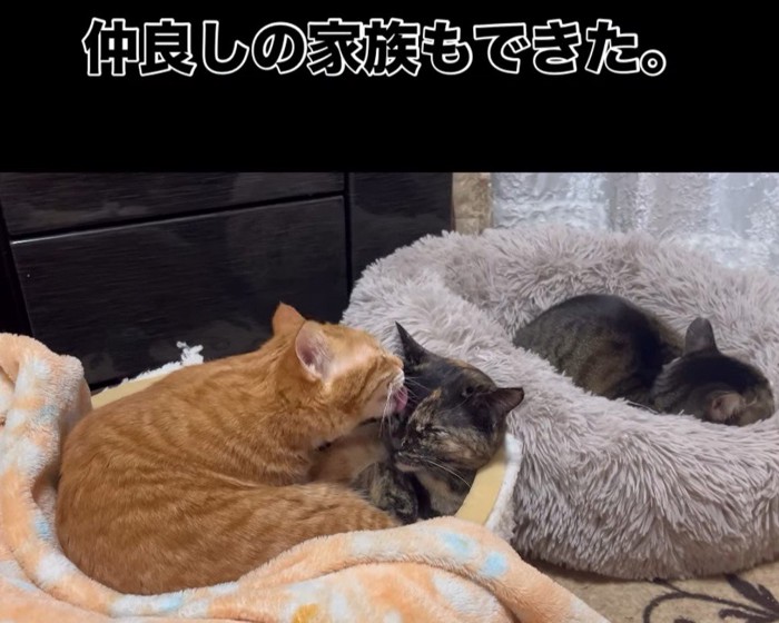 毛づくろいされるサビ猫