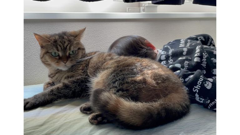 猫と子ども