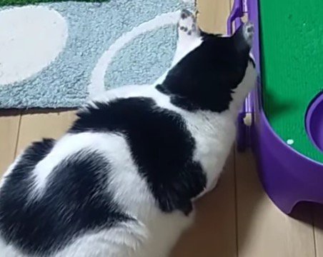 ホールの近くに座る白黒猫