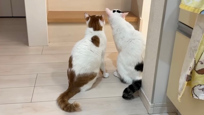 白黒ぶち猫と茶トラ白の後ろ姿