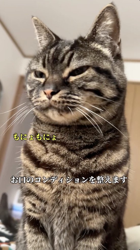 口をモゴモゴさせる猫