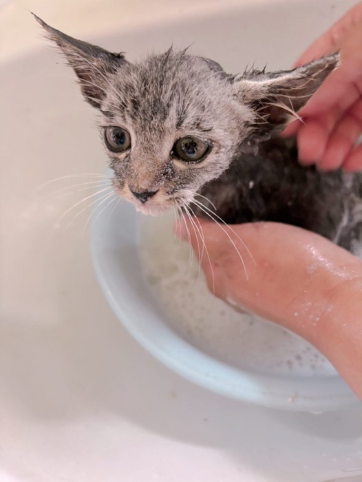 シャンプーされる子猫