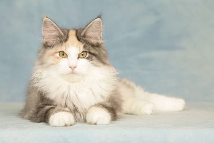 ノルウェージャンフォレストキャット