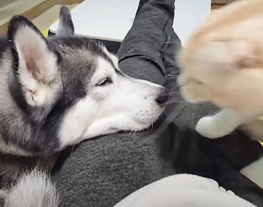 寝る犬と猫の横顔