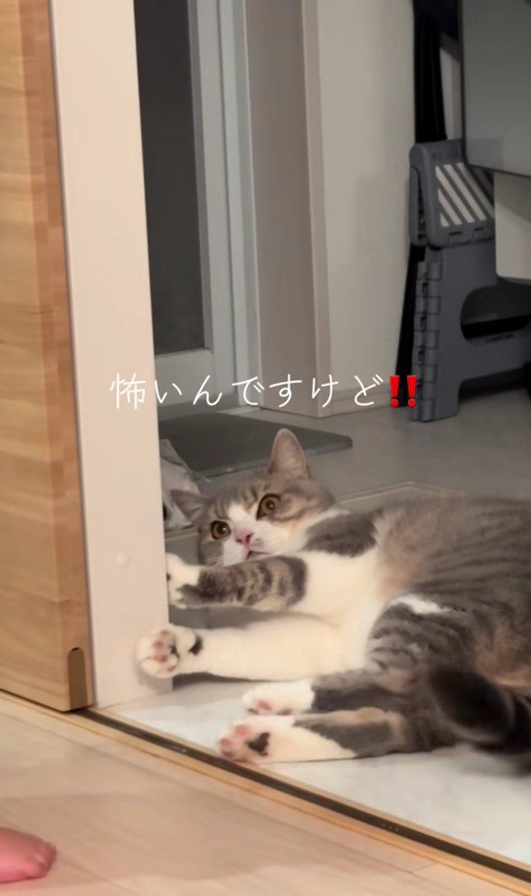 驚いている猫