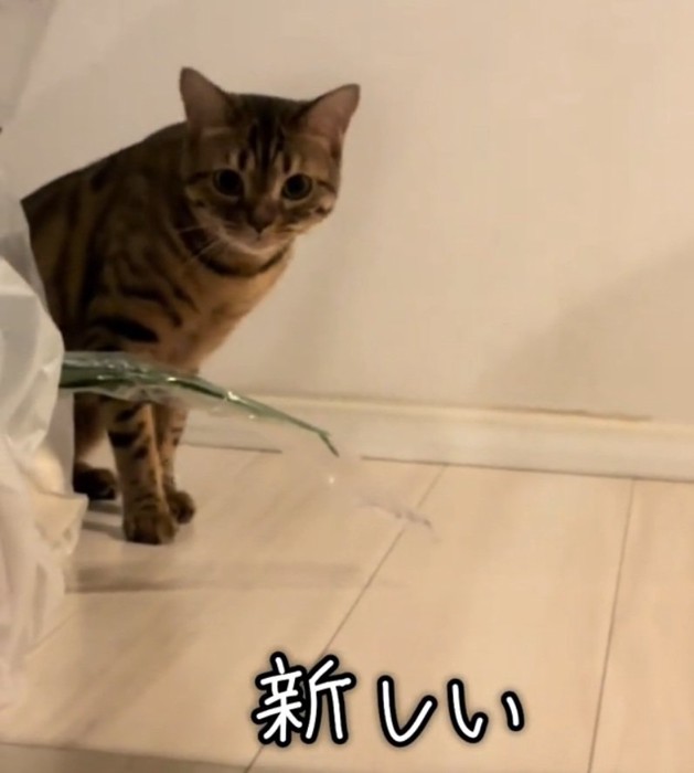 ガン見するとらきちちゃん