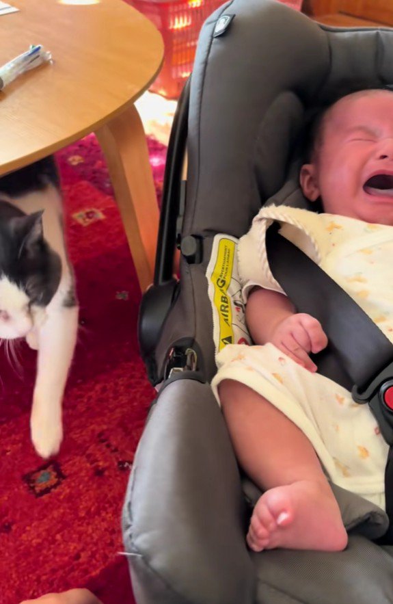 泣いている赤ちゃんと猫