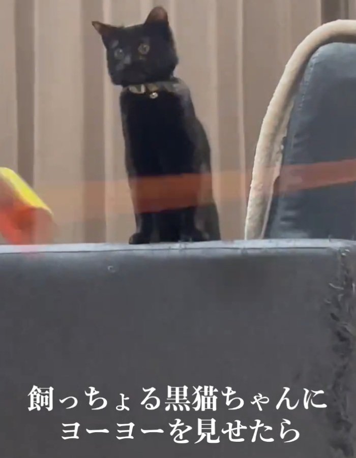 ソファのアームに手をつく黒猫