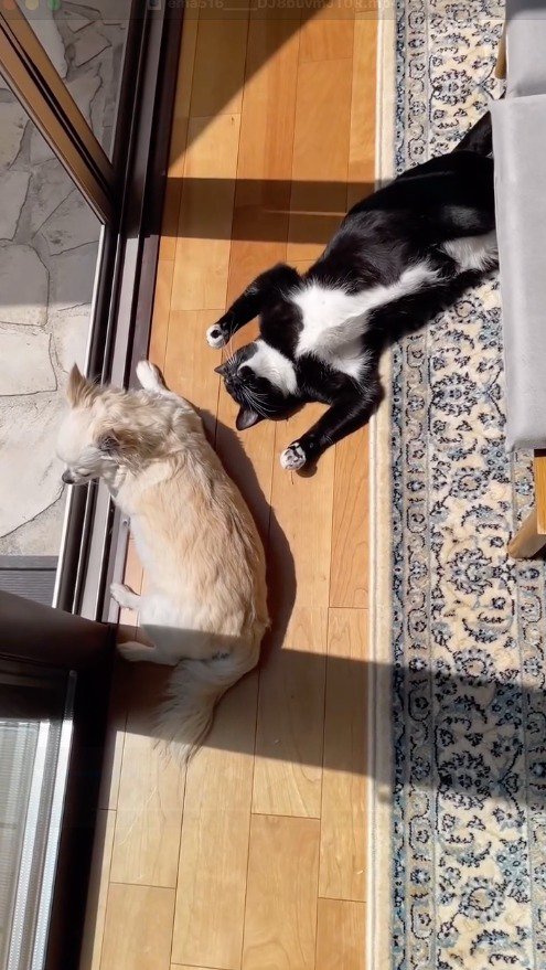 窓の外を眺める犬と、犬のそばで寝転がる猫