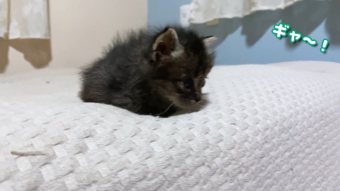 テロップ「ギャ~!」