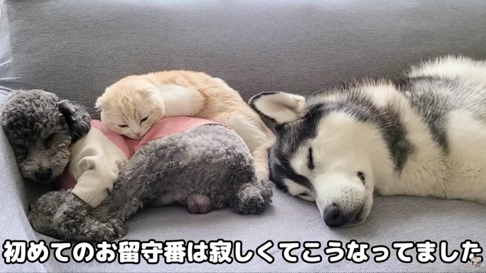 初めてのお留守番、3匹がソファーで