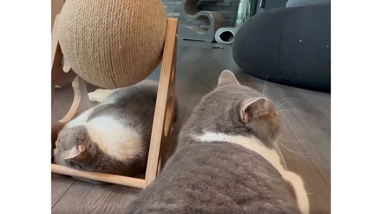 爪とぎの下の猫