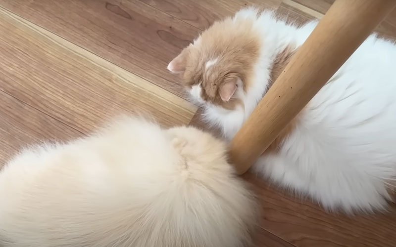 並んで横になる犬と猫