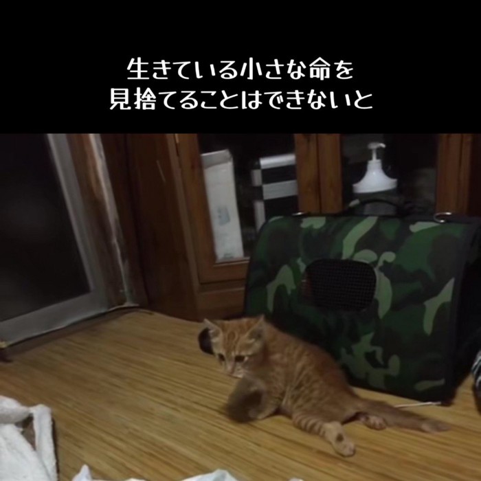 後ろ足を引きずる子猫