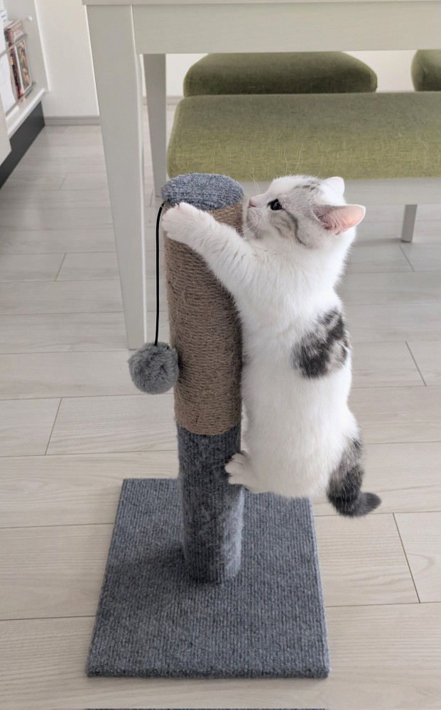 爪とぎに登るマンチカン