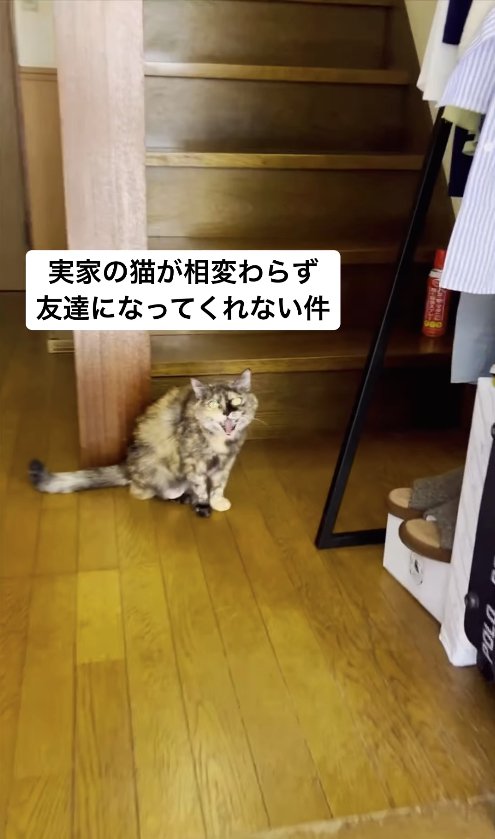 玄関で威嚇するサビ猫「実家の猫が相変わらず友達になってくれない件」