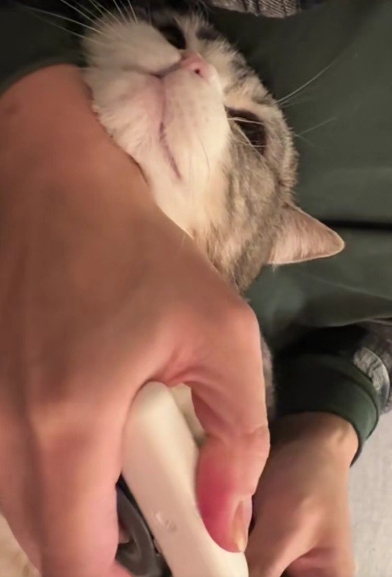 爪を切られる猫