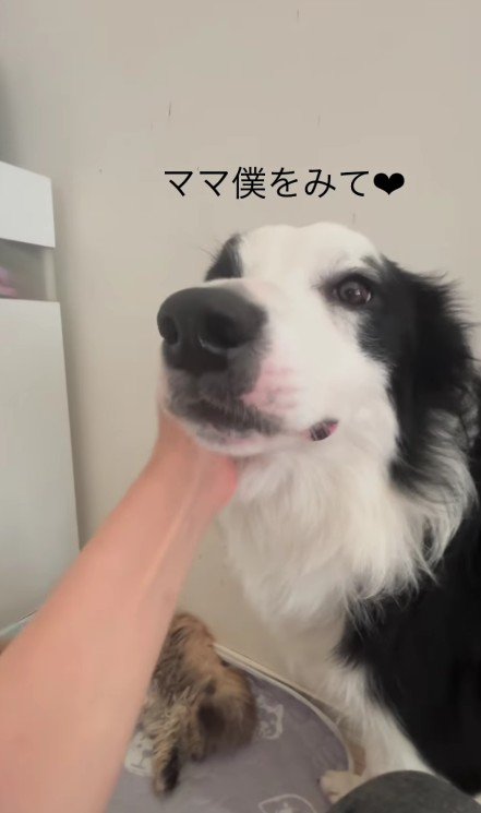 甘える犬