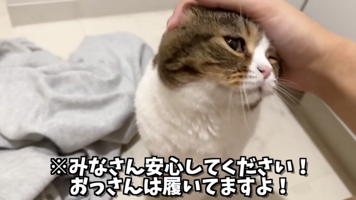 飼い主の手に顔をすり寄せる猫