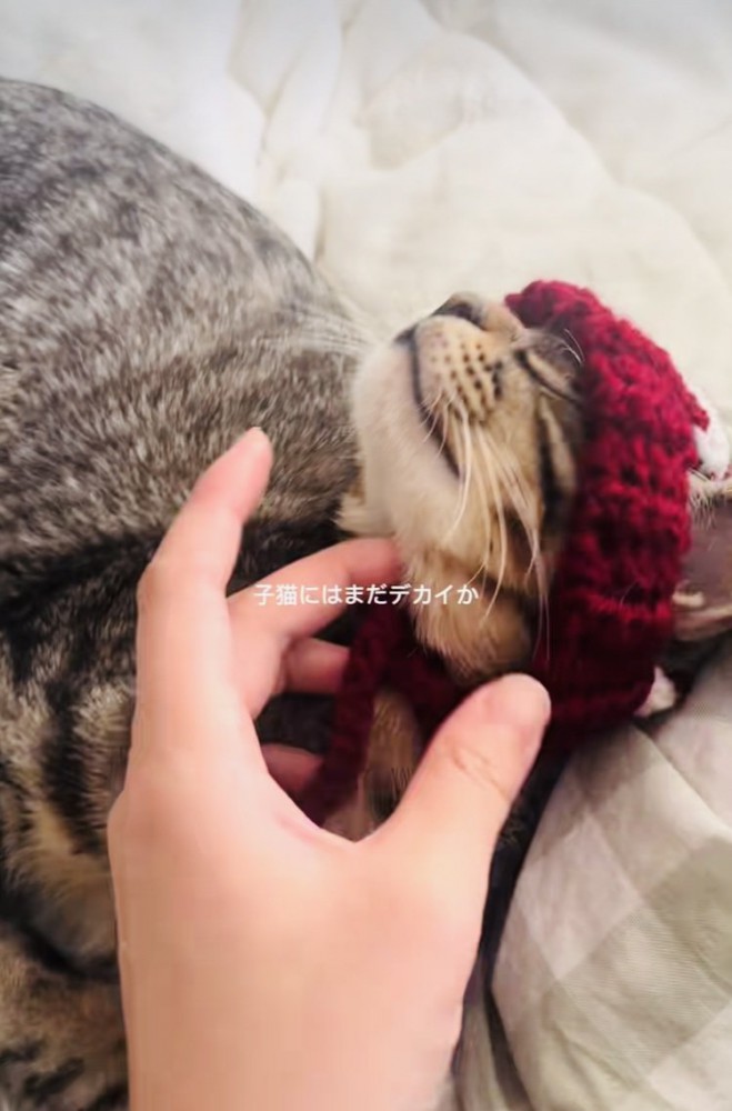 手編みニット帽をかぶってママに撫でられる子猫