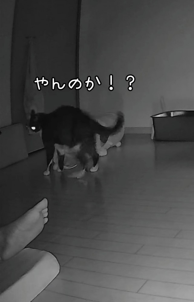 やんのかステップをする猫