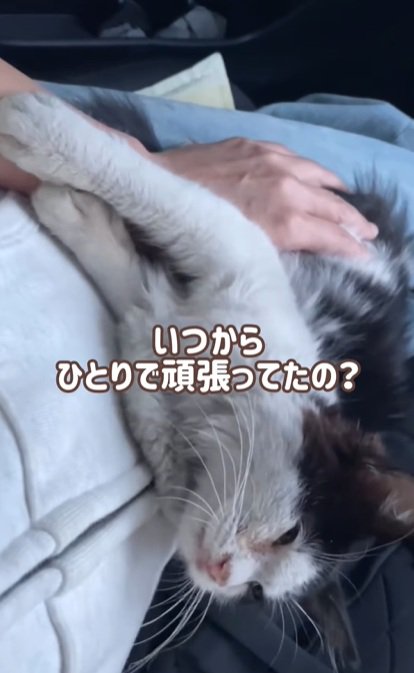 甘える子猫