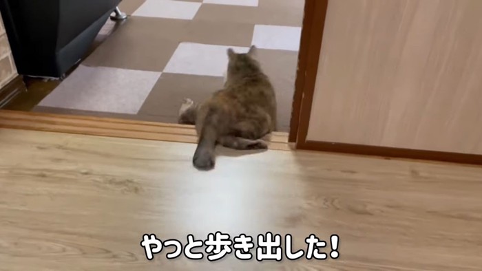 猫の後ろ姿