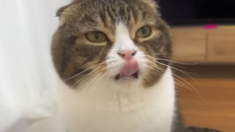 舌なめずりする猫