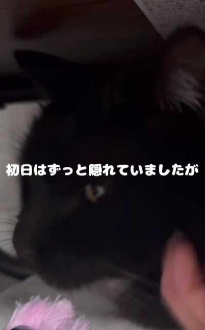 なでられる猫