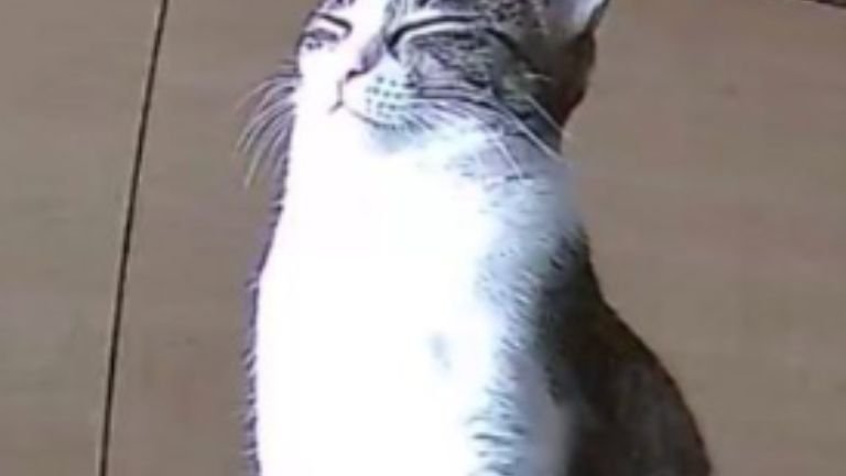 日光浴している猫