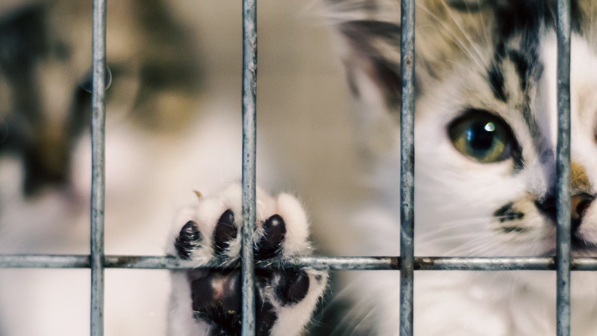 ケージの中の保護猫