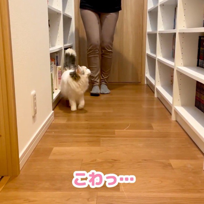 後ろを歩いてくる飼い主をふり返るスコティッシュフォールド