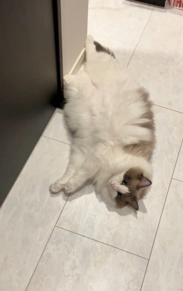 床に落ちている猫