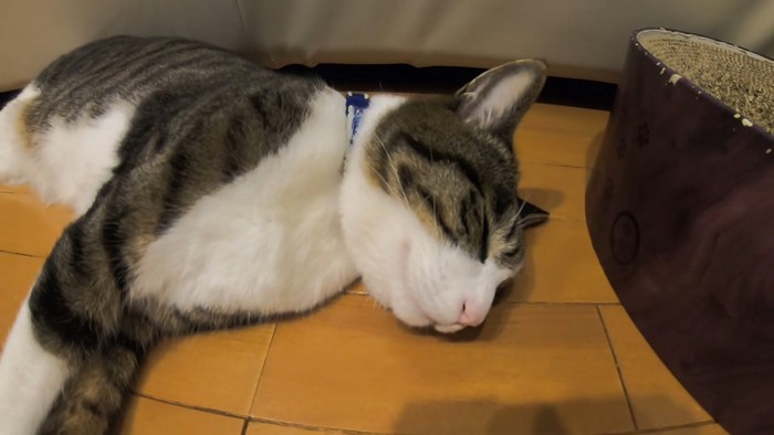 横たわる猫の寝顔のアップ