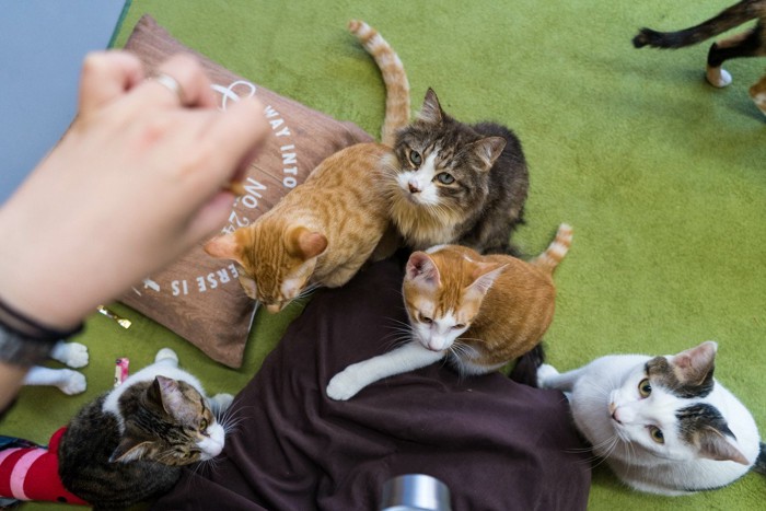 保護猫カフェでおやつをあげる