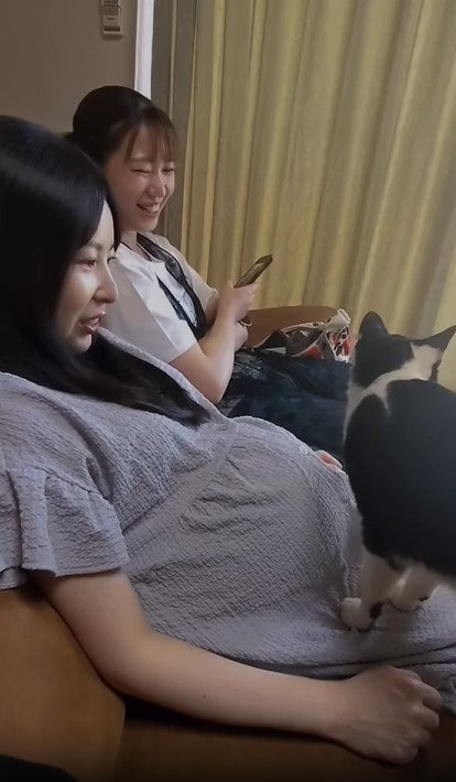 顔をあげる猫