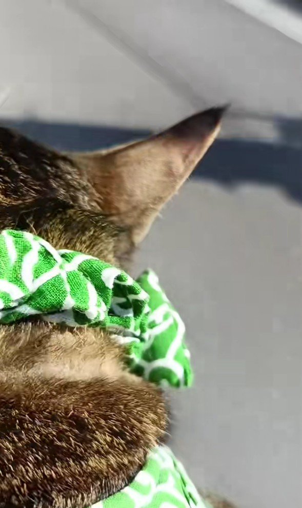 抱っこされるトロロくん