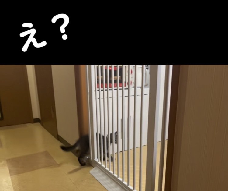 柵の隙間を通り抜ける子猫