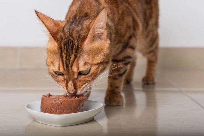 ご飯を食べている猫