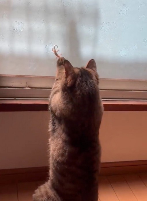 ヤモリを捕まえようとする猫