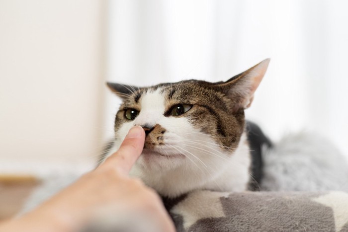 指先を嗅ぐ猫