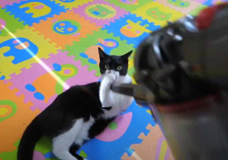 こっちを見ながら掃除機に抱きつく猫