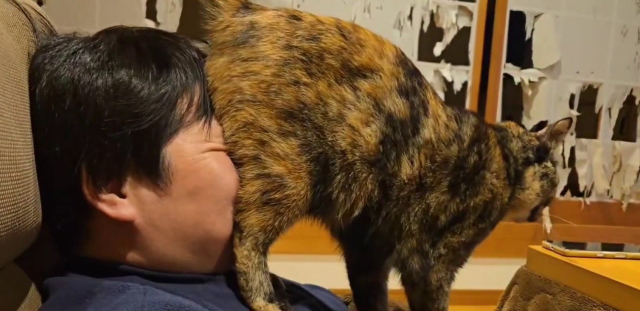 飼い主の顔におしりを押しつける猫