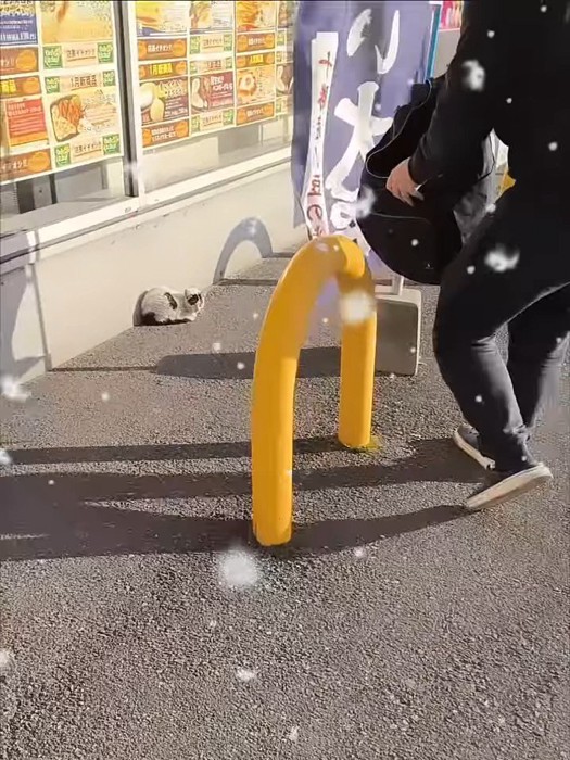 うずくまる子猫