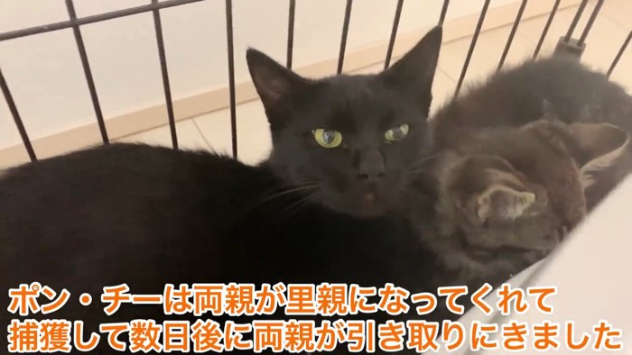 子猫とくっつく黒猫