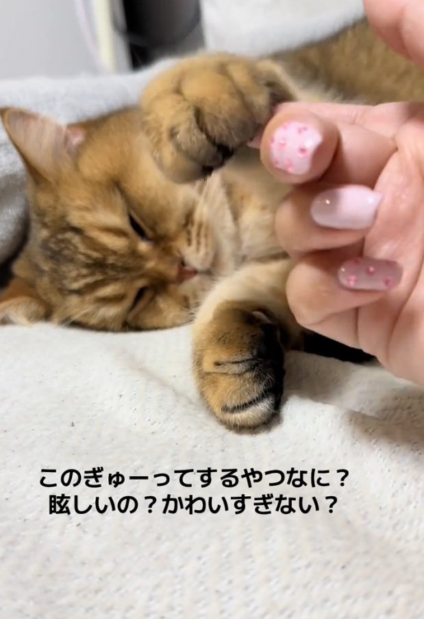 ちょっかいをかけられるがんもどきくん